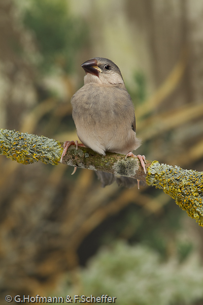 Java Sparrow, Calafate , Pardais de Java, Reisamadine, Reisfink (Padda oryzivora)-3619