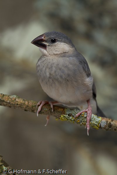 Java Sparrow, Calafate , Pardais de Java, Reisamadine, Reisfink (Padda oryzivora)-3628