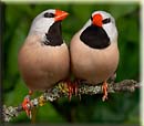 Long-tailed Finch, Pssaro Bavet, Spitzschwanzamadine, (Poephila acuticauda)-1-2