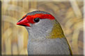 Red-browed Firetail,  Diamante Sydney, Dornastrild, (Neochmia temporalis), (Aegintha temporalis)-5073