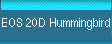 EOS 20D Hummingbird