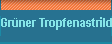 Grner Tropfenastrild