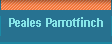 Peales Parrotfinch