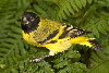 Carduelis magellanica-7594
