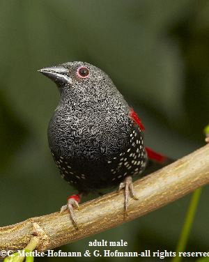 Euschistospiza dybowskii-4