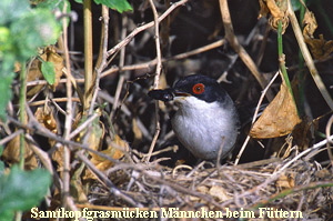 Samtkopf-ma-mit-futter2