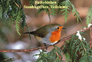 rotkelchen