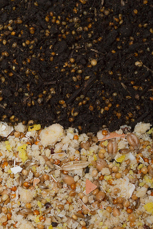 sprouting seeds,sementes germinadas, Kkeimfutter, -3290