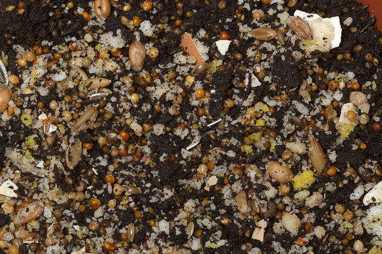 sprouting seeds,sementes germinadas, Kkeimfutter, -3292