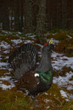 Auerhahn, Capercaillie, (Tetrao urogallus), Grand Tétras,Urogallo Común