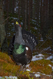 Auerhahn, Capercaillie, (Tetrao urogallus), Grand Tétras,Urogallo Común