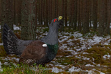 Auerhahn, Capercaillie, (Tetrao urogallus), Grand Tétras,Urogallo Común