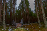 Auerhahn, Capercaillie, (Tetrao urogallus), Grand Tétras,Urogallo Común