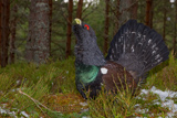 Auerhahn, Capercaillie, (Tetrao urogallus), Grand Tétras,Urogallo Común