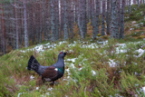 Auerhahn, Capercaillie, (Tetrao urogallus), Grand Tétras,Urogallo Común