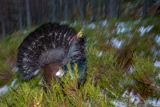 Auerhahn, Capercaillie, (Tetrao urogallus), Grand Tétras,Urogallo Común