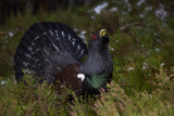 Auerhahn, Capercaillie, (Tetrao urogallus), Grand Tétras,Urogallo Común