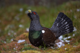 Auerhahn, Capercaillie, (Tetrao urogallus), Grand Tétras,Urogallo Común