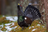 Auerhahn, Capercaillie, (Tetrao urogallus), Grand Tétras,Urogallo Común