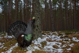 Auerhahn, Capercaillie, (Tetrao urogallus), Grand Tétras,Urogallo Común