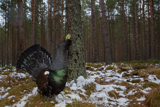 Auerhahn, Capercaillie, (Tetrao urogallus), Grand Tétras,Urogallo Común