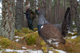 Auerhahn, Capercaillie, (Tetrao urogallus), Grand Tétras,Urogallo Común