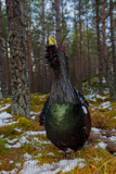 Auerhahn, Capercaillie, (Tetrao urogallus), Grand Tétras,Urogallo Común