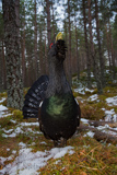 Auerhahn, Capercaillie, (Tetrao urogallus), Grand Tétras,Urogallo Común