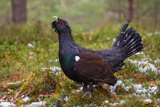 Auerhahn, Capercaillie, (Tetrao urogallus), Grand Tétras,Urogallo Común