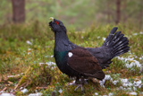 Auerhahn, Capercaillie, (Tetrao urogallus), Grand Tétras,Urogallo Común