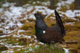 Auerhahn, Capercaillie, (Tetrao urogallus), Grand Tétras,Urogallo Común