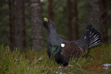 Auerhahn, Capercaillie, (Tetrao urogallus), Grand Tétras,Urogallo Común