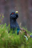 Capercaillie