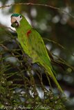 Red-shouldered Macaw, Maracanã-pequena, Ara nobilis, Zwergara