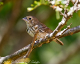 Blue-black Grassquit, Tiziu, Jakarini Fink, Volatinia jacarina