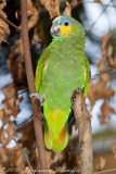 Blue-fronted Parrot, Papagaio-verdadeiro, Blaustirnamazone, Amazona aestiva