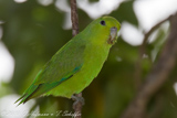 Blue-winged Parrotlet, Tuim, Forpus xanthopterygius, Blauflügel-Sperlingspapagei