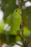 Blue-winged Parrotlet, Tuim, Forpus xanthopterygius, Blauflügel-Sperlingspapagei