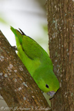 Blue-winged Parrotlet, Tuim, Forpus xanthopterygius, Blauflügel-Sperlingspapagei