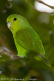 Blue-winged Parrotlet, Tuim, Forpus xanthopterygius, Blauflügel-Sperlingspapagei