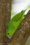 Blue-winged Parrotlet, Tuim, Forpus xanthopterygius, Blauflügel-Sperlingspapagei