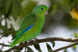 Blue-winged Parrotlet, Tuim, Forpus xanthopterygius, Blauflügel-Sperlingspapagei