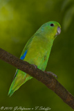 Blue-winged Parrotlet, Tuim, Forpus xanthopterygius, Blauflügel-Sperlingspapagei