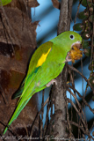 Yellow-chevroned Parakeet, Periquito-de-encontro-amarelo, Brotogeris chiriri, Kanarienflügelsittich