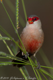 Common Waxbill, Bico-de-lacre, Estrilda astrild, Wellenastrild