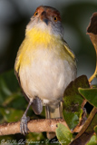 AVES_BRASIL, Rufous-browed Peepershrike, Pitiguari, Cyclarbis gujanensis