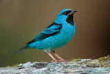 Blue Dacnis, Sai-azul, Dacnis cayana,Blaukopfpitpit