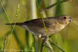 Double-collared Seedeater, Coleirinho, Sporophila caerulescens, Schmuckpfäffchen