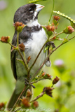 Double-collared Seedeater, Coleirinho, Sporophila caeruslescens