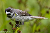 Double-collared Seedeater, Coleirinho, Sporophila caeruslescens